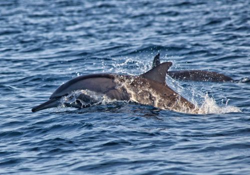 dolphin