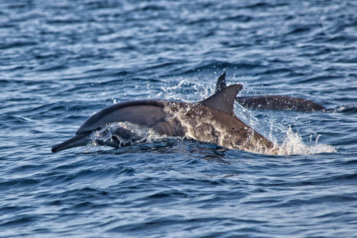 dolphin