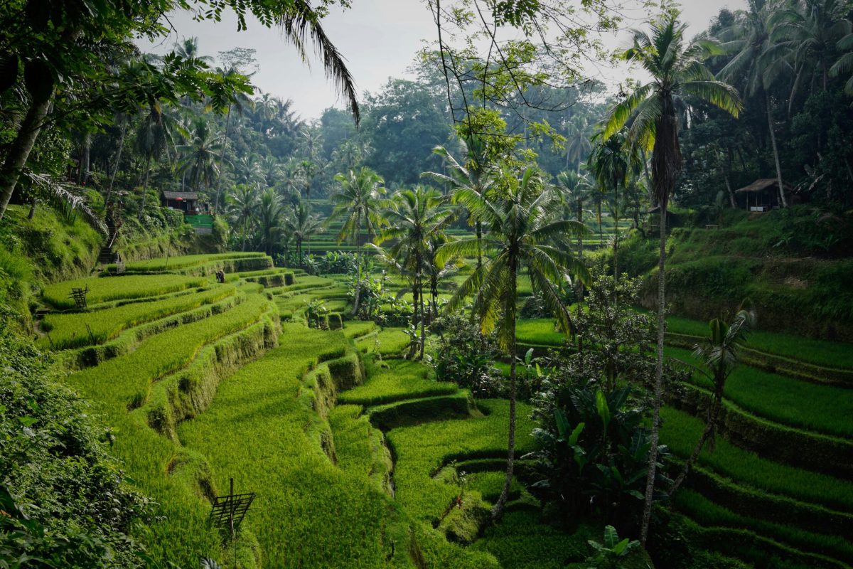 tegalalang